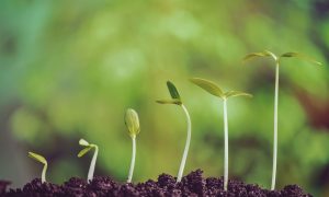 a group of small plants sprouting out of dirt.