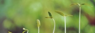 a group of small plants sprouting out of dirt.